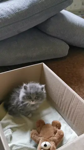 Трохи виросли 🤣