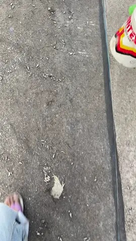 @anglersejati1 #anglerfish 