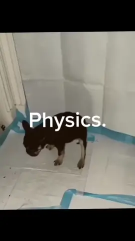 #fyp #popular #dog #cat #physics 
