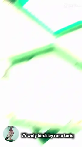 79 waly birds by rana tariq  . . . . . #kabootar#79walybirdsbyranantariq#fyp 