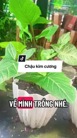 Chậu trồng cây cả nhà ơi, nhiều mẫu cho cả nhà lựa chọn. Cả nhà mua combo 5 chậu 10 chậu để dướng giá ưu đãi nhé#chautrongcay #chaunhuatrongcay #chaunhua #phanhuucovisinh #kichthichrare 