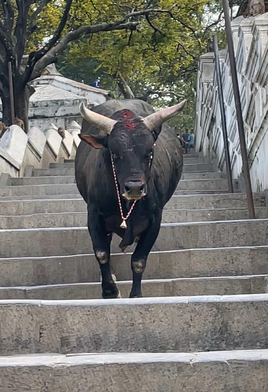 #omg #pashupatinath #gorakhnath #shiv #mahakaal #bhairav #yogini #ram #hanuman #sanatandharma #karma #radheyradhey🦚🙏❤️ #baba #bholenath #omnamahshivay #harharmahadev #omadesh🕉🕉 