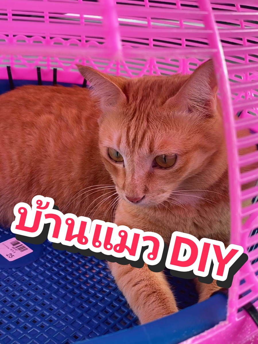 มาทำบ้านแมว diy กัน #แมวน่ารัก #catsoftiktok #cat #ต่อนหย่าย #DIY 