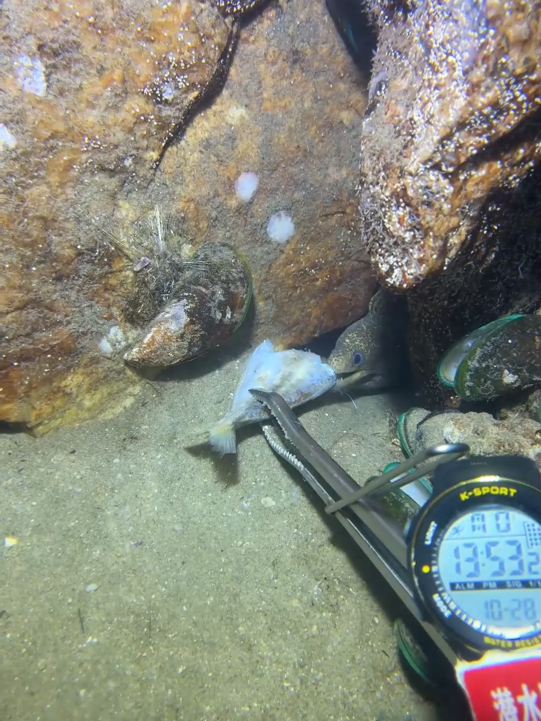 #fishing #deepsea #nemo #eels #diving #crab #lobster #beach #nature #sea #catchthesea