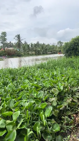 #Chiếc ghe ngo Chùa PongTưkChăs năm 2025#Ấp Trung Bình Xã Lâm Tân Thành Phố Cần Thơ #