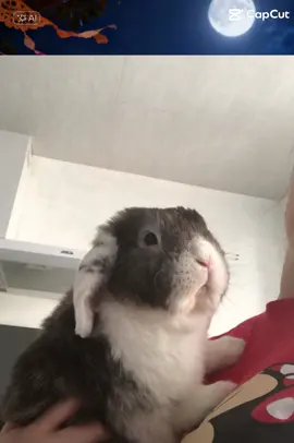 Día de los muertos🕊️🐰❤️#mexique #diademuertos #lapinbelier 