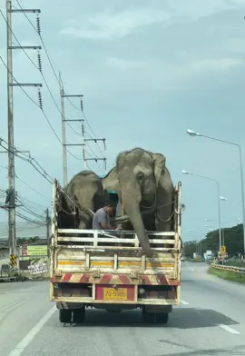 น่ารักดุ๊กดิ๊ก อารมณ์ดีมากกกก น้อนนช้าง🐘#ฟีดดดシ #น่ารัก #อารมณ์ดี  #สตอรี่ความรู้สึก #เทรนด์วันนี้tiktok 
