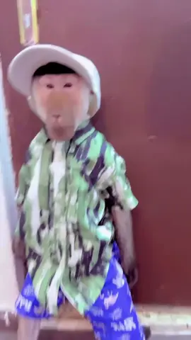 drip monkey 😆 #ilovetiktok #monkey #kong #fym#