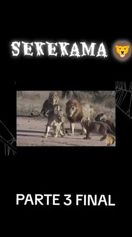 #animals #animal #africa #african #sekekama 