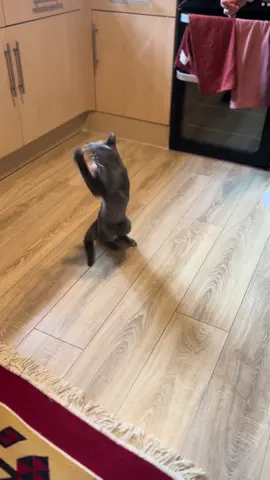 Morty madness 🐾🪶#fyp #foryour #cat #kitten #cute 