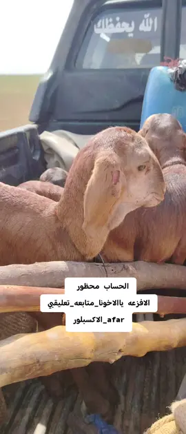 #البطانه_جمال_الباديه_والريف #السودان_مشاهير_تيك_توك_🇸🇩🇸🇩🇸🇩 #الشعب_الصيني_ماله_حل😂😂🇸🇩 @حمزه ☠️النقرالفادني f15🇸🇩👉✌ 