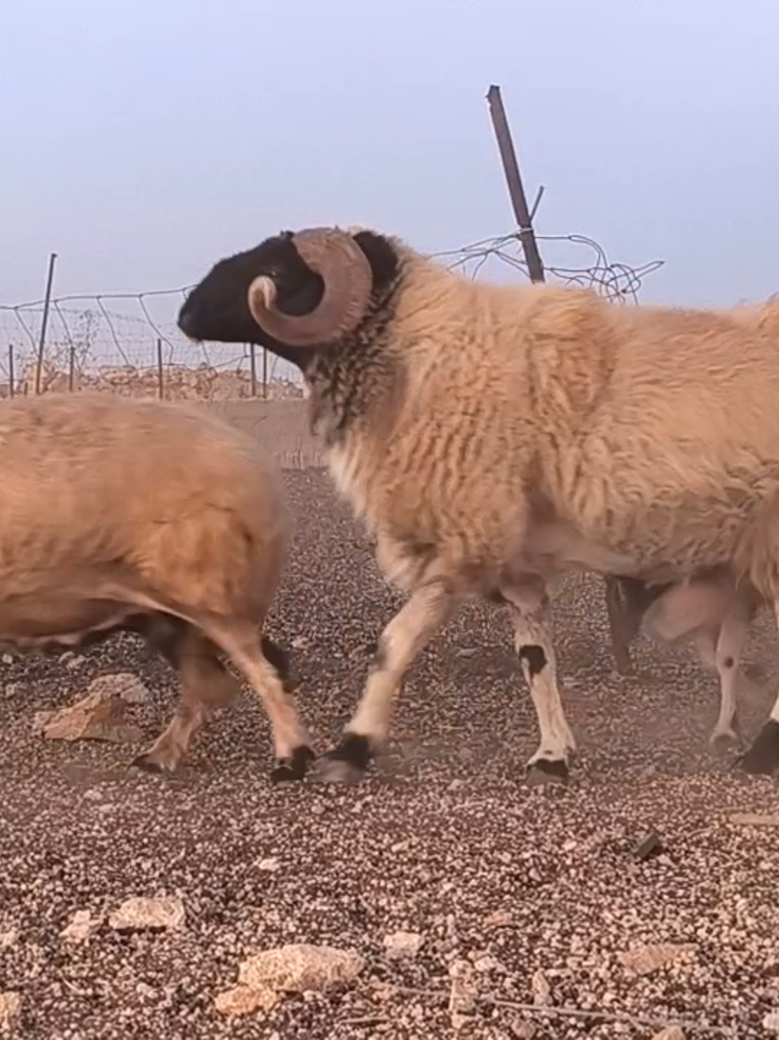 #الابيار #الرجمه_بنغازي_البيضاء_طبرق_طرابلس🔥 #طرابلس_ليبيا #الشعب_الصيني_ماله_حل #ليبيا🇱🇾 