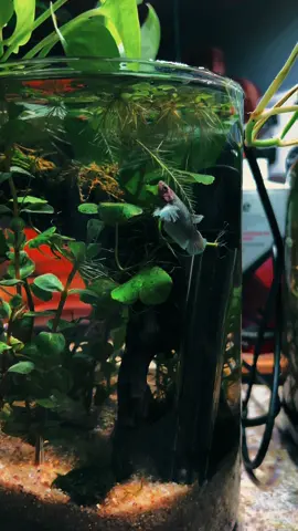 I found this tiny baby girl flipped on her side unable to stay upright and stuck to the top of the cup. I asked petco if they would surrender her because of her obvious swim bladder issues and they did. So for now she’s in my shrimp jar. I’ve done 2 epsom salt baths and fed her a pea but so far she’s still struggling to dive down. She is MUCH MORE active and swimming all over so I think she’s getting better but hard to say because it still seems like she has an air bubble in her belly. IF she survives I will be putting her in a 5-10 gallon tank but that would be a new set up and for now the shrimp jar is much more stable. 