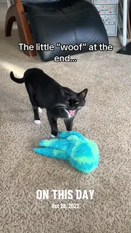 Harpo’s little “woof” got me every time. He didn’t do it often, as it was a sign of dissatisfaction, and he was a very happy and satisfied cat. Generally it was because he was more wound up than usual and I was more shut down than usual, and he so he felt like my expression of enthusiasm was insufficient. It was uncanny how perceptive he was. He totally knew when I was faking it to make him happy. ##harpothecat##meow##stuffies##catsoftiktok##depression