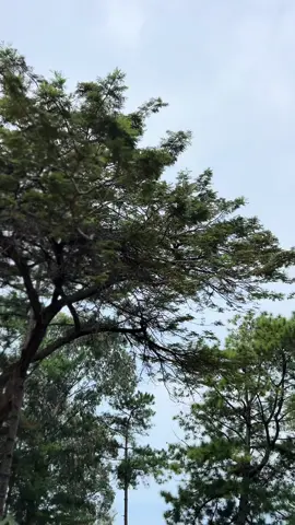 #bridetobe 🤍🩷🤍🥂✅#CapCut 