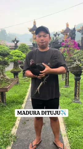 TERIMAKASIH KEPERCAYAANYA BOSKU🙏 MADURA DI7✈️ #banyanghomefarm #salamsehoby🐓🐓 #ayamfilipin🇵🇭🇮🇩 #papak #henny 