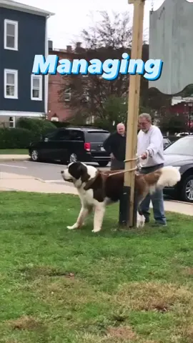 This technique for controlling a dog in a bad situation is called a backtie. Of course you should always be sure to walk your dog with appropriate tools, and only walk dogs you can control. But in a bad situation, this can come in really handy. #DogTraining #dogtrainingtips 