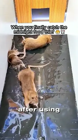 No More Midnight Mice – Powerful Sticky Pads for Kitchens & Pantries #ScotchBrite #KitchenMat #LaminateFlooring #HomeFlooring #KitchenMats        