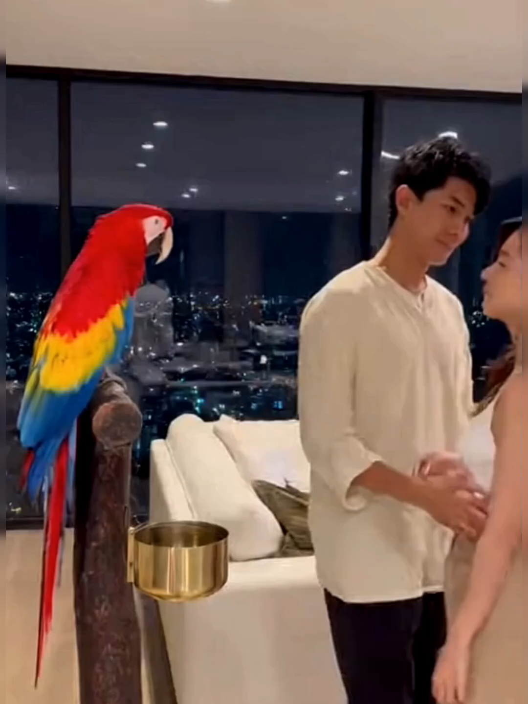 เดี๋ยวได้กลายเป็นนกย่าง #ตลก #คลิปตลก #นกแก้ว #นกแก้วน่ารัก     #parrot