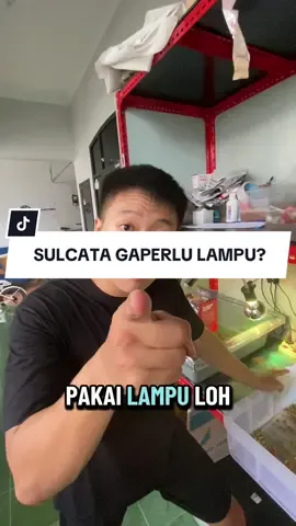 Jadi yaa guys, sulcata tetap perlu lampu yaa. Karena sulcata sendiri termasuk kura gurun, jadi suhu di alamnya dia panas yaa. So, apalagi di musim hujan kaya gini yaa guys🥰 #hokisreptile #trustseller #reptilesurabaya #fyp #sulcatamurah 