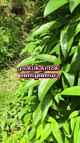 #ปลูกง่ายมากๆค่ะ #แบ่งปันความรู้ 