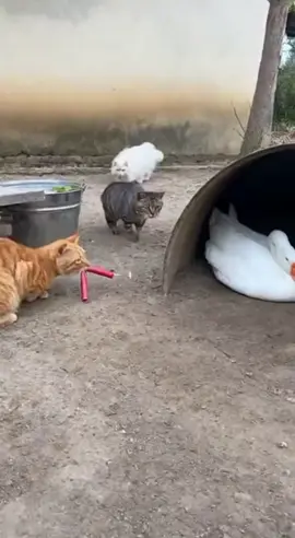 cat beautiful video 😼😺😽.  cat beautiful video 😼😺😽#р😺е😸к😹о😻м😼е😽н🙀д😿а😾ц😺ы😸 