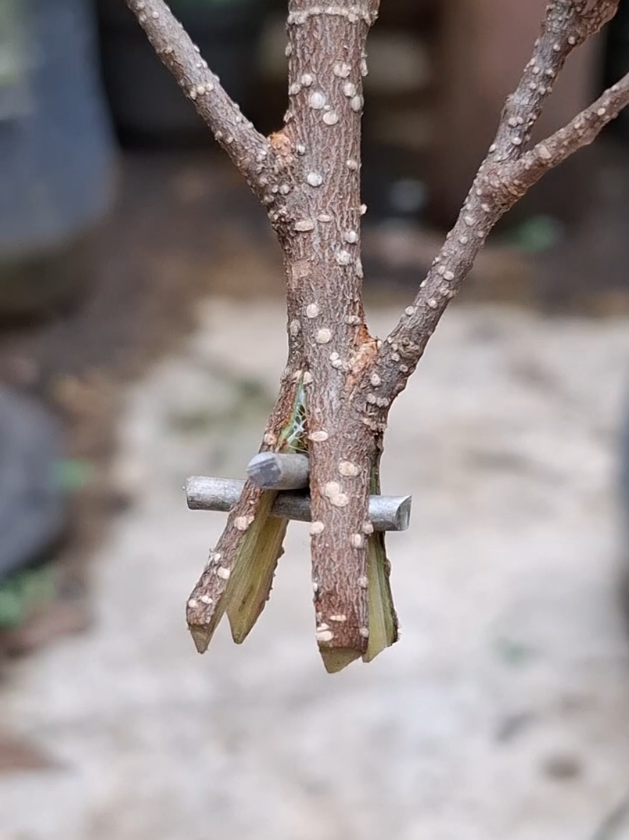 multiply plants ficus trees ❗️🌳 #bonsai #kimeng #plants #bonsaiart #bonsaitree 