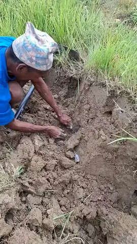 बर धयार मुसुवा मर्ला आज बाज्या 🐀 धन्यक व पेपर के चट्नी सँग मजा आजाइ😄 भिडियो स्रोत : फिरु चौधरी#Tharugau0 #fyp #promotingtharuculture #tharusong #tharulanguage 