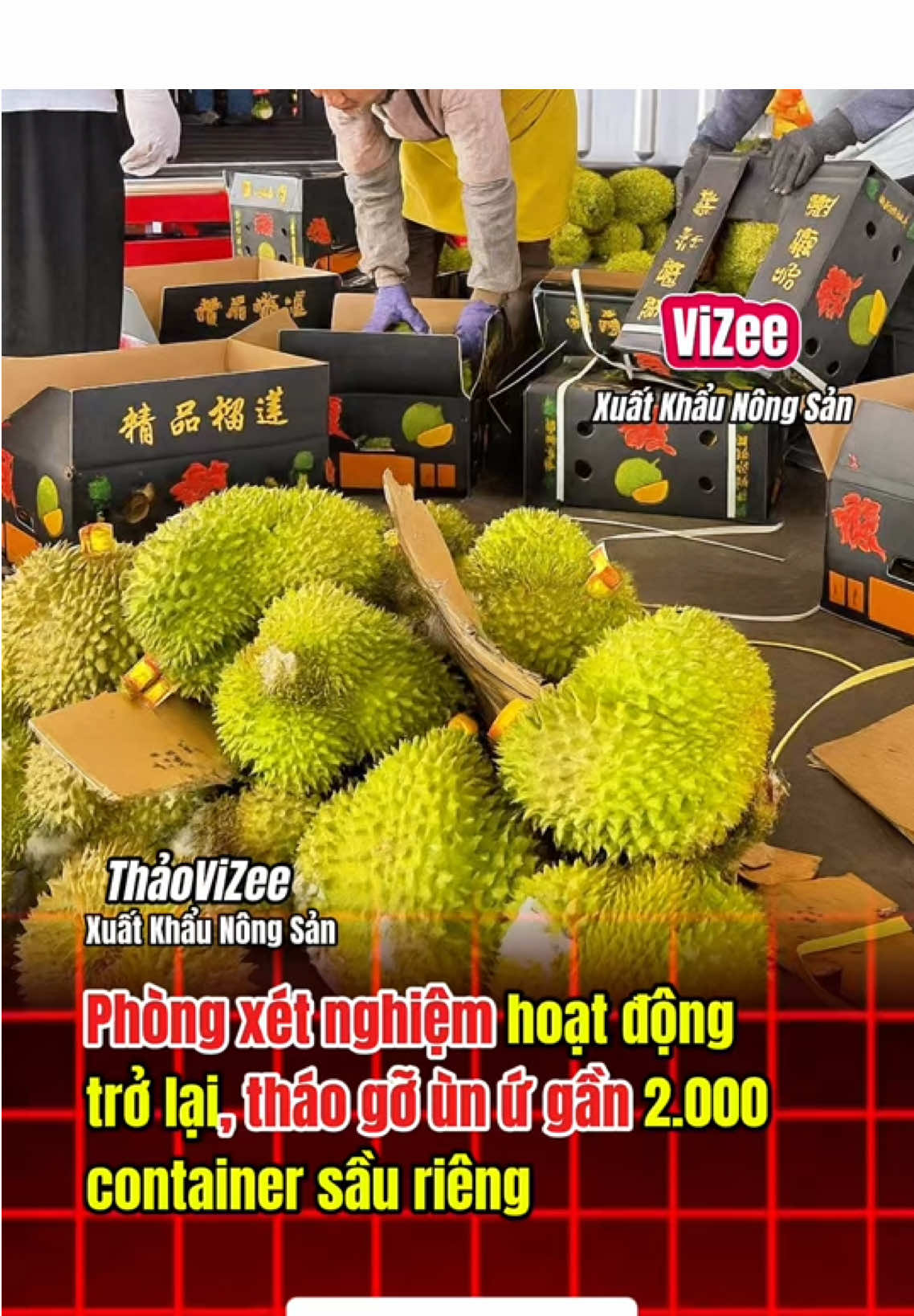Phòng xét nghiệm hoạt động trở lại, tháo gỡ ùn ứ gần 2.000 container sầu riêng #sauriengxuatkhau #thitruongnongsan #thaovizeexuatkhaunongsan #Vizee #JasmineLuong 