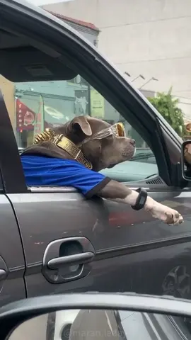 You have a bulldog #funny #dog #foryou #usa #dogs 