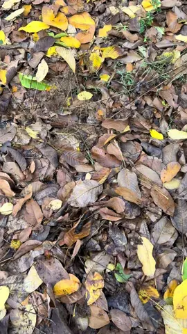 #👀 #yourpage #foryou #goviral #tik 