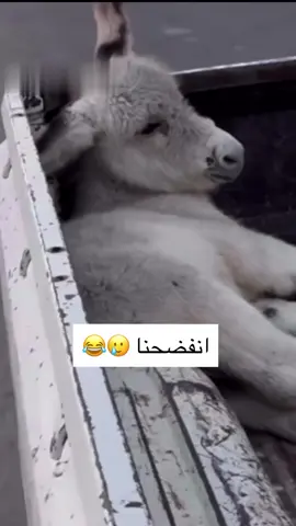 و الله ما كدب 😂😂😂