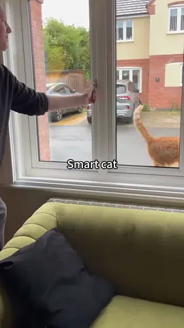 Nothing can faze a cat#funnycats #funnyanimals #petvideos #cat #catsoftiktok #fyp #usa #longervideos#catsoftiktok #fyp