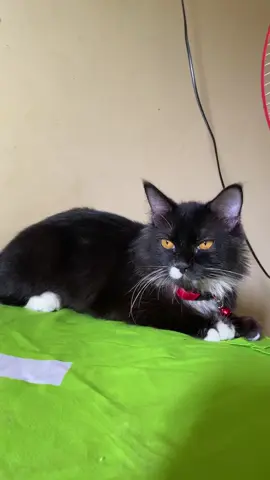 #fypシ #fyppppppppppppppppppppppp #xzyabcfyp #xzyabc 