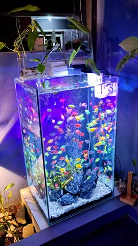 kesukaan ibu negara ☺️☺️ #glofish #aquarium #aquariumfish #fishtank #fypage 