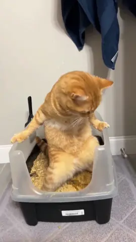 Funny cat going to the toilet#funnycats #funnyanimals #petvideos #cat #catsoftiktok #fyp #usa #longervideos#catsoftiktok #fyp