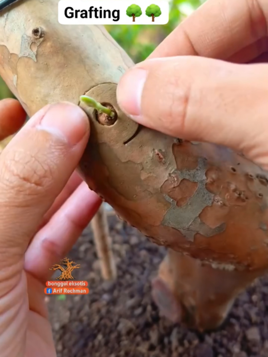 Some interesting techniques for growing plants in your home garden. #DIY #tips #garden #tree #tip 