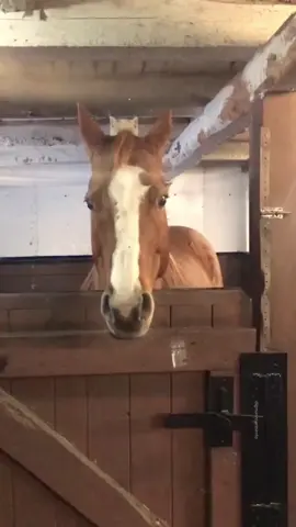 Cat and horse❤️❤️❤️#cat#horse#catsoftiktok #funnycat#fyp