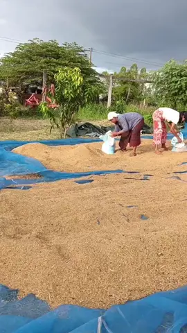 เหวี่ยงกระสอบฮามาก #content #kkkkk #ยายเห็ดหอม 