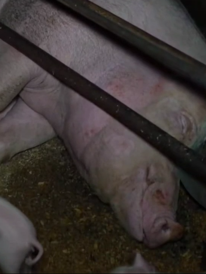 Tak wygląda piekło? niestety tak wygląda ich całe życie... #pigs #plantbased #ANIMALS #VEGAN #wege 