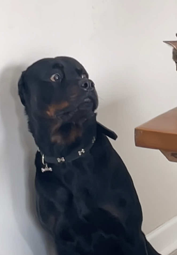 He got so scared #dog #funny #dogsoftiktok #pet #fyp 
