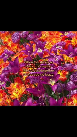 ( having to add this again is crazy but BKDK shippers / enjoyers DNI. ) Auraburst is peak chat Ayumi x bakugou is peak guys i swear  #fypシ゚viral #mhaoc #relatable #aesthetic #foryoupage 