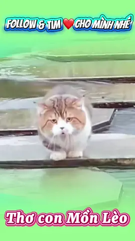 Nay đẹp trời ra ngoài chơi, đối thơ cùng Mồn Lèo, Cre: Laonap #mồnleocute #mèoyanghồ #đốithơ #giaitrimoingay❤️❤️❤️ #fypシ゚viral 