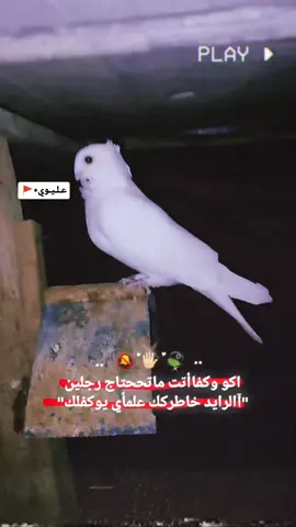 رجعت للعبارات 🤞🏻🤌🏻.. #تصميم_فيديوهات🎶🎤🎬#عبارات #ارافل_الناصريه #قلعه_سكر #creatorsearchinsights 