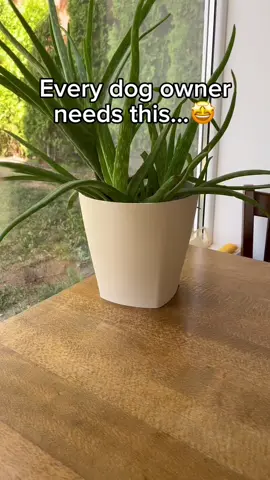 Introducing the 3-in-1 Electric Cat & Dog Steam Brush! Perfect for keeping your furry friends looking their best. This versatile tool combines a gentle massager, spray function, and effective hair removal comb in one device. Make grooming sessions stress-free and enjoyable while promoting healthy fur and skin. Pamper your pet with the grooming they deserve! Get yours today! * Stafuly Check it out here: https://xa7f5w-8j.myshopify.com #petgrooming #happypets #catlover #buynow #shop 