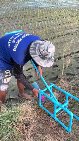 ได้ผลมั้ยไม่รู้ แต่ได้ลอง😅#ข้าวดีด #ชาวนา #เกรษตรรุ่นใหม่ 