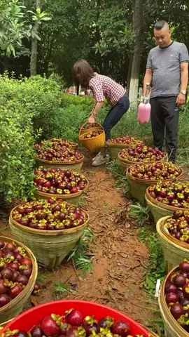 Bibit Manggis Biji Kecil Terla#bibitmanggis #manggis 