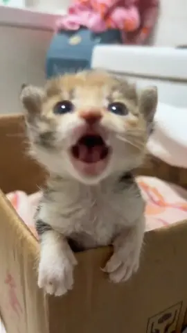 Baby cat meow #Cat#Cats#Kitten#Kittens#Meow