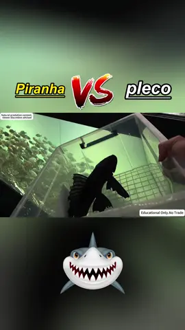 Piranha	VS	pleco	 #usa🇺🇸 #fyp #AnimalFacts #funnyvideos #fishtok