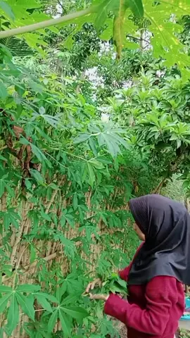 panen daun singkong di belakang rumah, beginilah enak nya punya tanaman sendiri, tinggal metik aja 😁😂 #irtproduktif  #irt #panensayur #viraltiktok #fyppppppppppppppppppppppp 